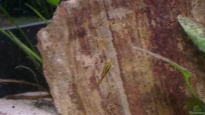 Kakadu weibchen von Mirtscho (15)