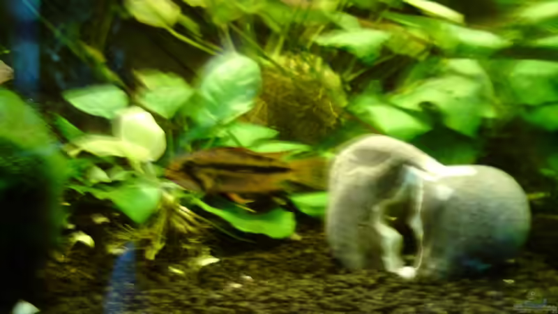 Kakadu-Weibchen von Still (4)