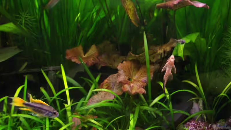 Kakadu-ZBB(m) und Ancistrus spec, rot von der_nevs (5)