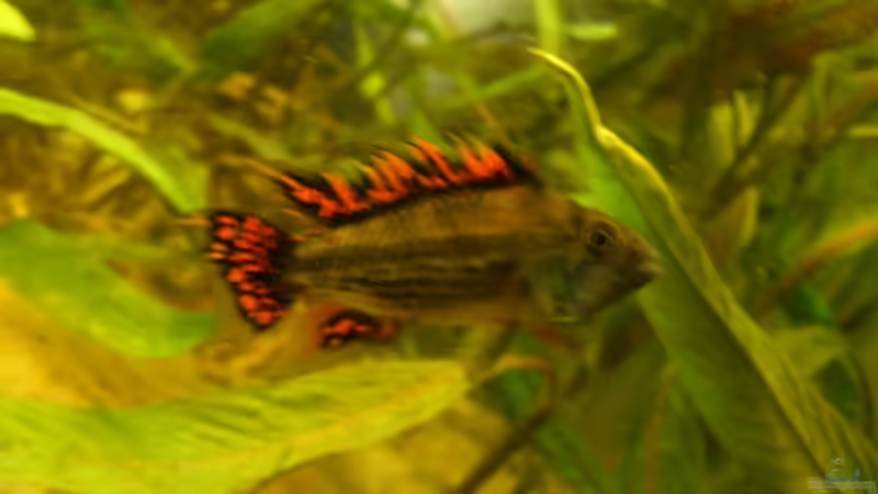 Kakadu-Zwerbuntbarsch Männchen von Alexander Goldschmidt (15)