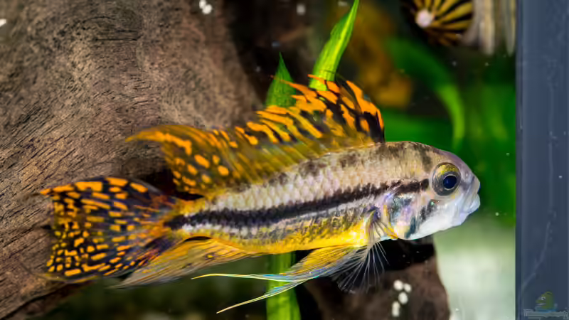 Kakadu Zwerg Buba Männchen von Feinripp (8)