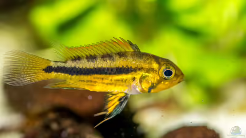 Kakadu Zwerg Buba Weibchen von Feinripp (6)