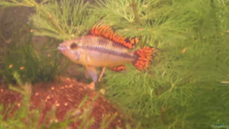 kakadu zwergbarschmänchen von Thomas Weißleder (26)