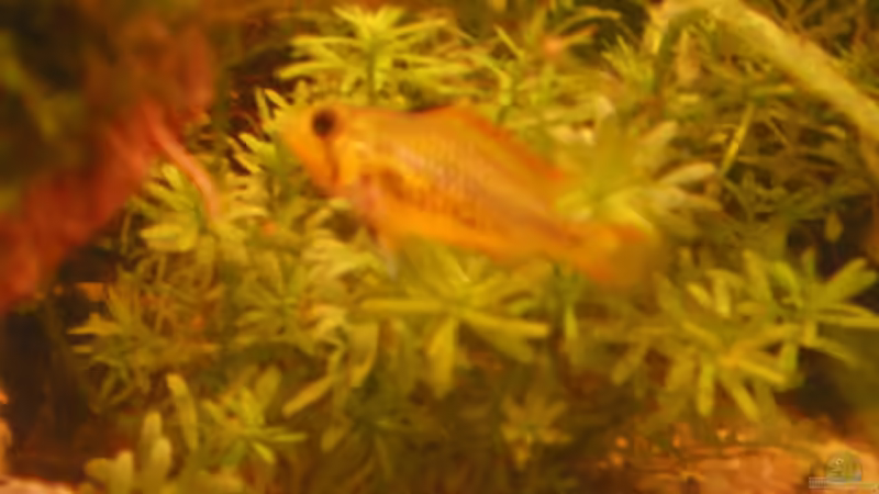 kakadu zwergbarschweibchen von Thomas Weißleder (20)