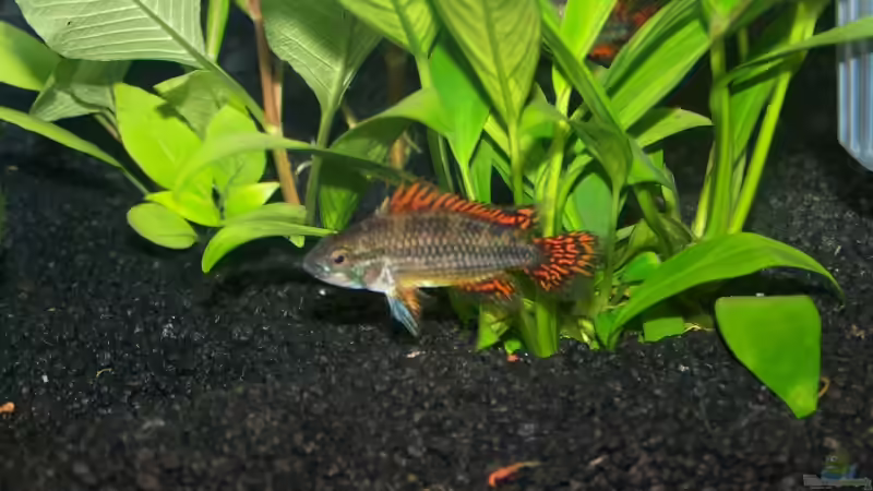 Kakadu Zwergbuntbarsch (Apistogramma cacatoides) 2. Mänchen von KoRnViper (18)