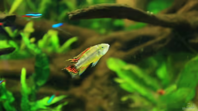 Kakadu-Zwergbuntbarsch (Apistogramma cacatuoides) von gooral28 (9)