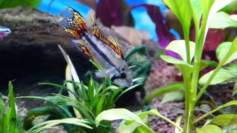 Kakadu-Zwergbuntbarsch Apistogramma cacatuoides von Mc.Maurer (32)