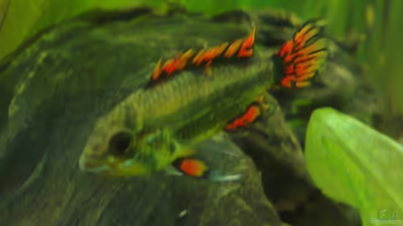 Kakadu-Zwergbuntbarsch m von Thomas Oetjen (23)