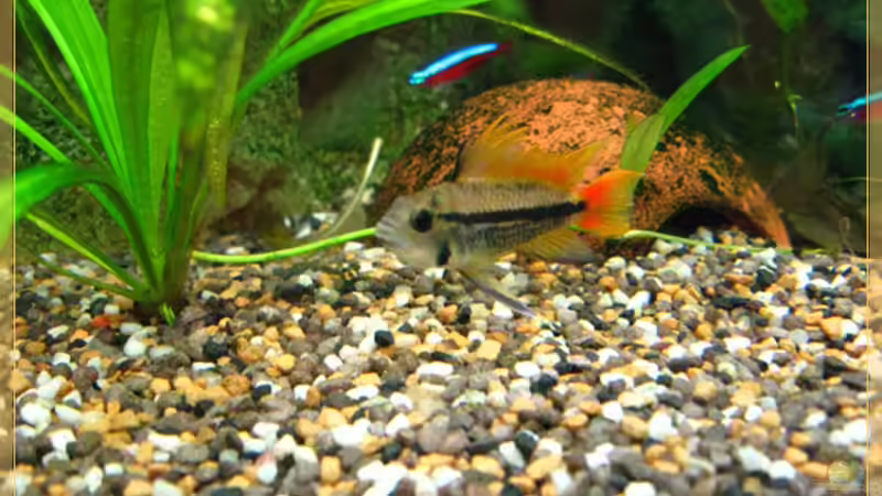 Kakadu-Zwergbuntbarsch Männchen bewacht sein Revier von tomtirol (13)