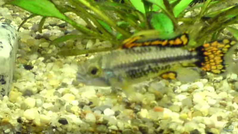 Kakadu Zwergbuntbarsch Männchen (Rocky verstorben am 22.02.08) von Dornauge xxl (25)