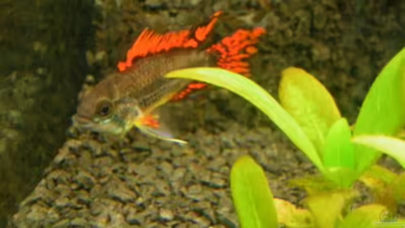 Kakadu-Zwergbuntbarsch Männchen von Sado-Uwe (39)