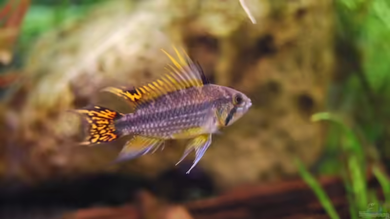 Kakadu-Zwergbuntbarsch Männchen von Tobse (4)