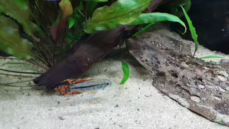 Kakadu Zwergbuntbarsch Männlich  von Hoffi (24)