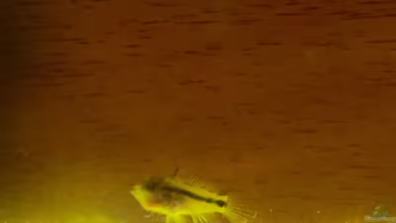 Kakadu-Zwergbuntbarsch Nachwuchs etwa drei Monate alt von DL (15)