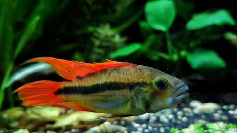 Kakadu Zwergbuntbarsch von H4rdei (4)