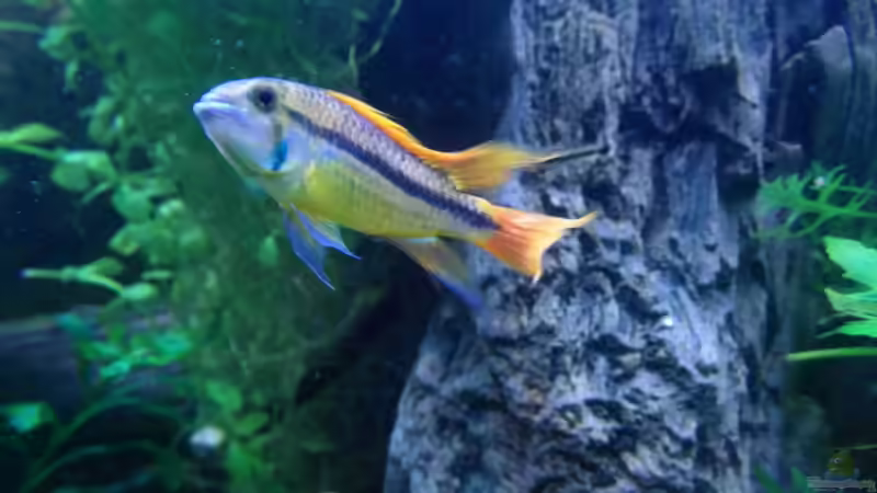 Kakadu Zwergbuntbarsch von Intershrimpview (86)