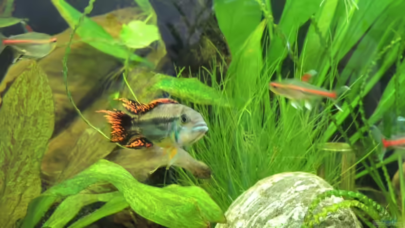 Kakadu-Zwergbuntbarsch von Kathrin77 (57)