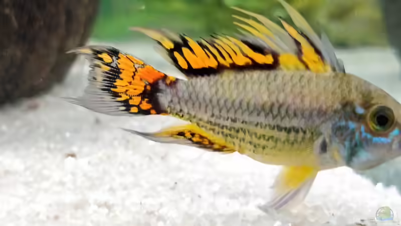 Kakadu Zwergbuntbarsch von Woidma (91)