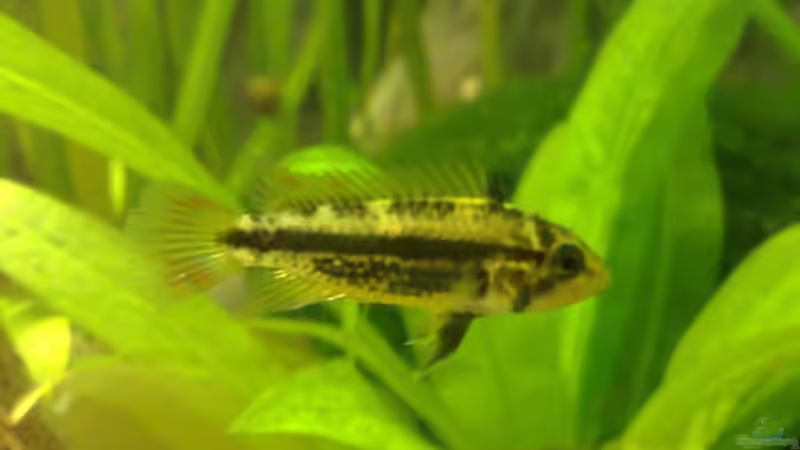 Kakadu-Zwergbuntbarsch w von Thomas Oetjen (24)