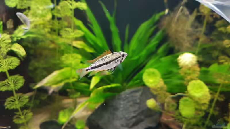 Kakadu Zwergbuntbarsch Weibchen  von Hoffi (23)