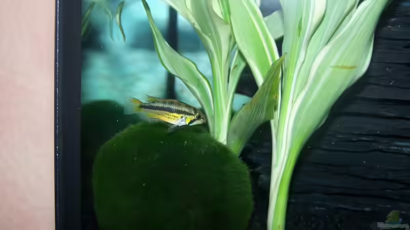 Kakadu Zwergbuntbarsch Weibchen (Apistogramma cacatoides) von KoRnViper (17)