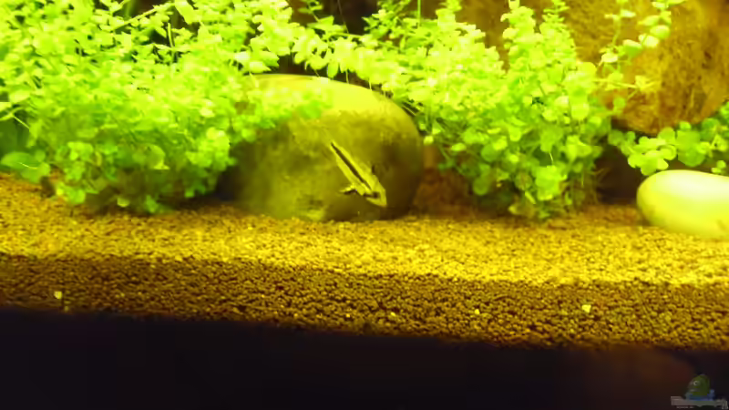 Kakadu-Zwergbuntbarsch Weibchen-Apistogramma cacatuoides  von ChillingTurtle (29)