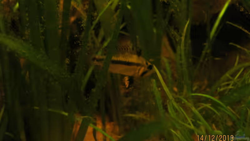 Kakadu-Zwergbuntbarsch Weibchen (Apistogramma cacatuoides) mit Nachwuchs von Paul B. (35)