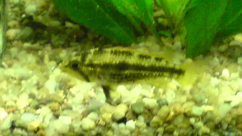 Kakadu Zwergbuntbarsch Weibchen (Rosi) von Dornauge xxl (24)