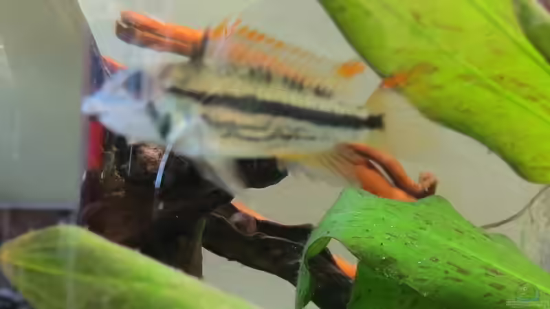 Kakadu Zwergbuntbarsch Weibchen von Skalarjoe (27)