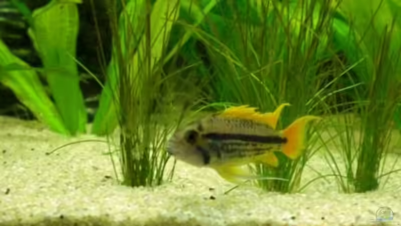 Kakadu Zwergbuntbarsch(orange Flash) von Holzi (13)