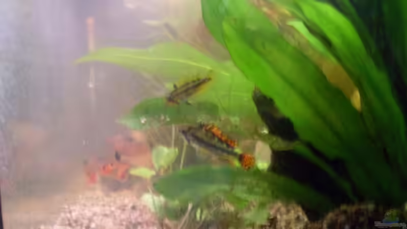 Kakadubock mit Frau von rechts von lichterschein (34)