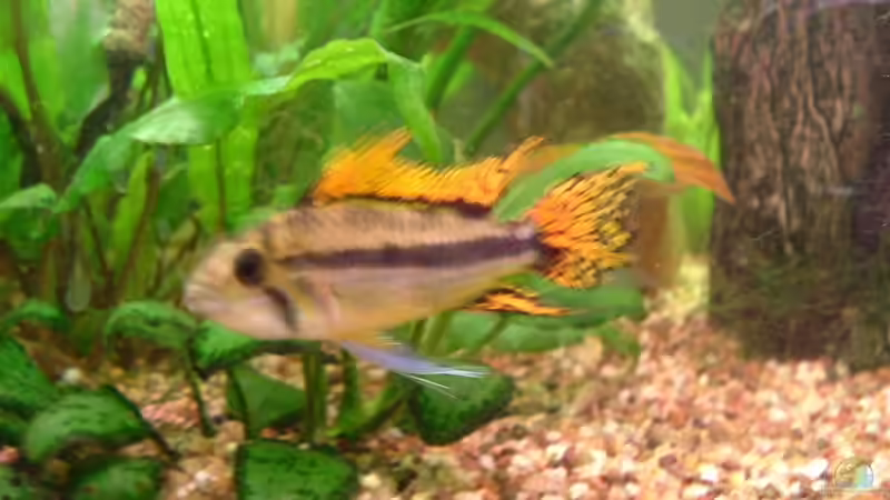 Kakadubundbarschmännchen von Oliver Krell (11)