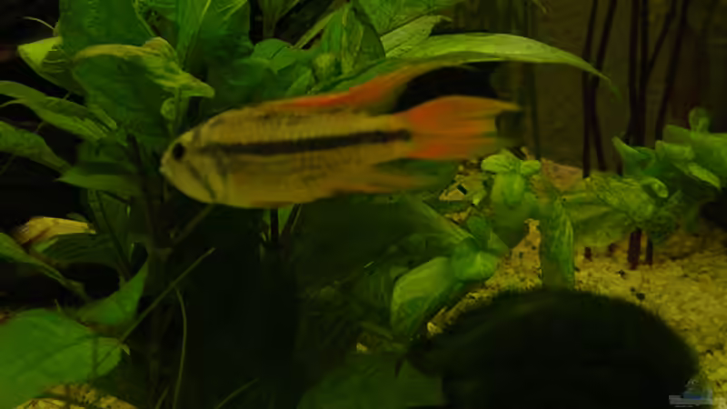 Kakadubuntbarsch Männchen auf der Flucht vorm Paparazzi von Ronny Meyer (13)