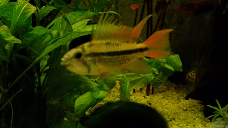 Kakadubuntbarsch Männchen von Ronny Meyer (12)