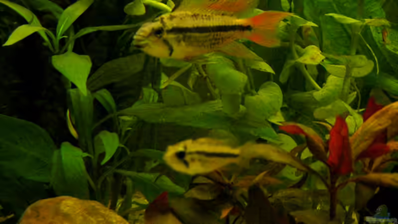 Kakadubuntbarsch Pärchen von Ronny Meyer (11)