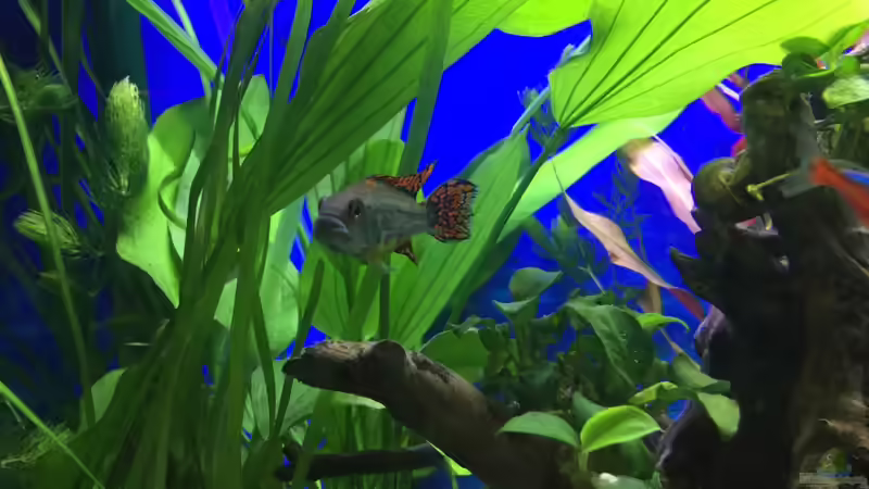 Kakadubuntbarsch von .Andreas. (106)