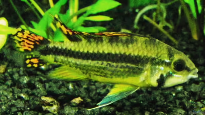 Kakadubuntbarsch von Microsash (21)