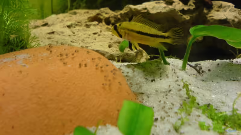 Kakadubuntbarschweibchen mit Nachwuchs von Inot (12)