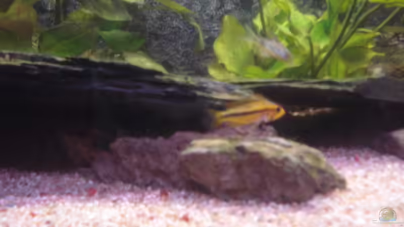 Kakadubuntbarschweibchen von Obsera (9)