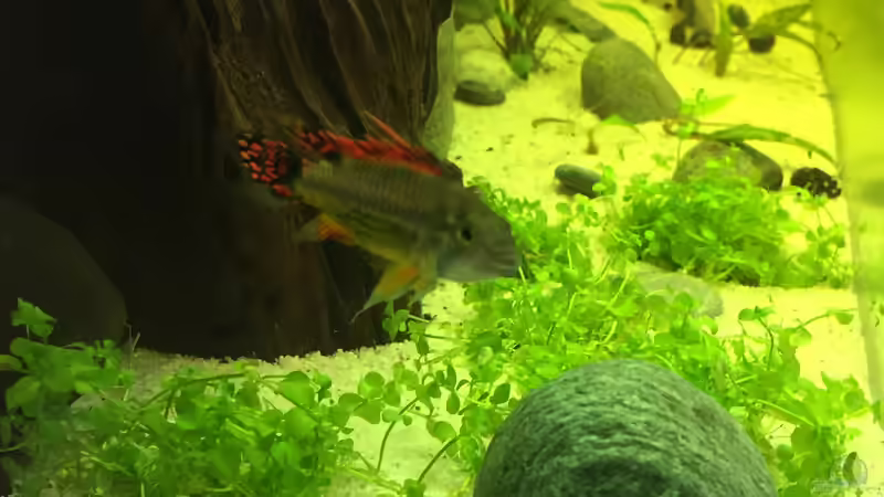 Kakadumännchen von Embasch (19)