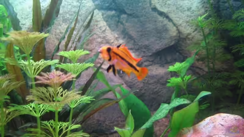 Kakadumama von Ron Schäpe (25)