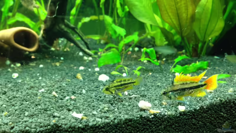 Kakadus auf erkundung von smapo (4)