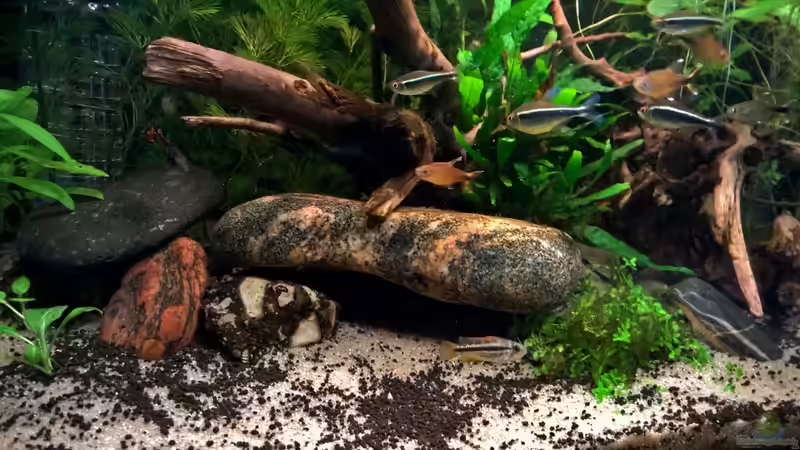 ~Kakadus river~ von Martin L. (5)