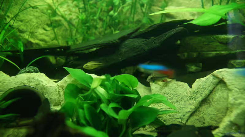 Kakadus von daKING (26)