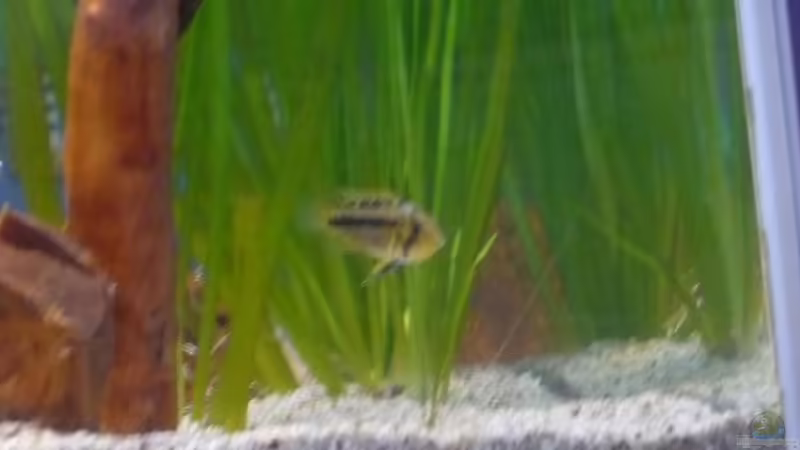 Kakaduweibchen von Dito (8)