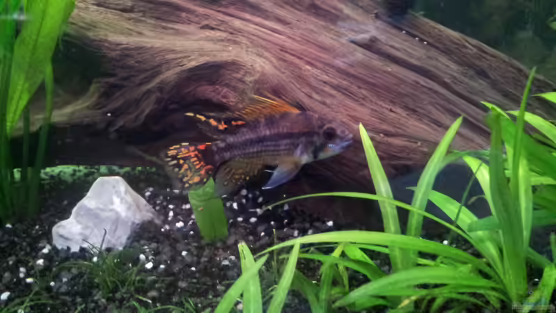 Kakaduzwergbundbarsch Männchen von Krolig (15)