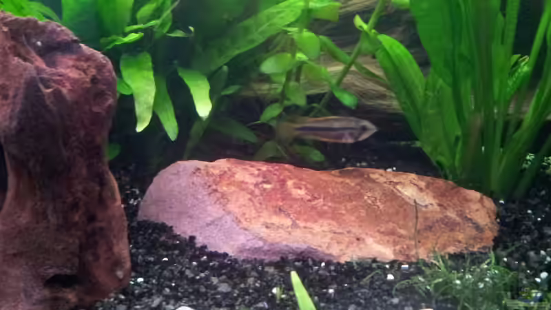 Kakaduzwergbundbarsch Webchen von Krolig (16)