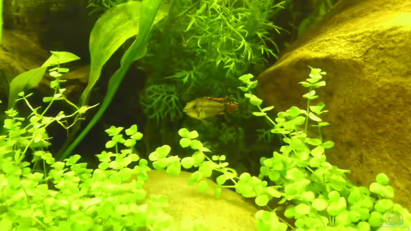 Kakaduzwergbuntbarsch ´Apistogramma cacatuoides´  Männchen von ChillingTurtle (26)