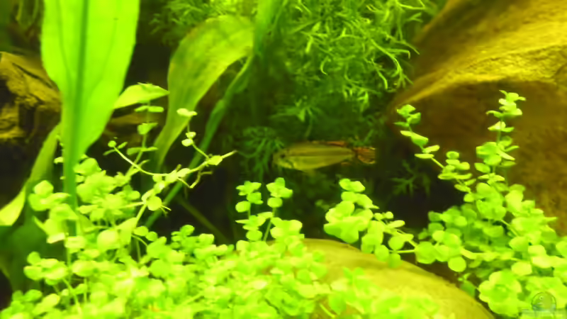 Kakaduzwergbuntbarsch ´Apistogramma cacatuoides´ von ChillingTurtle (27)