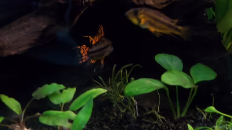 Kakaduzwergbuntbarsch M & W von Niko P. (35)